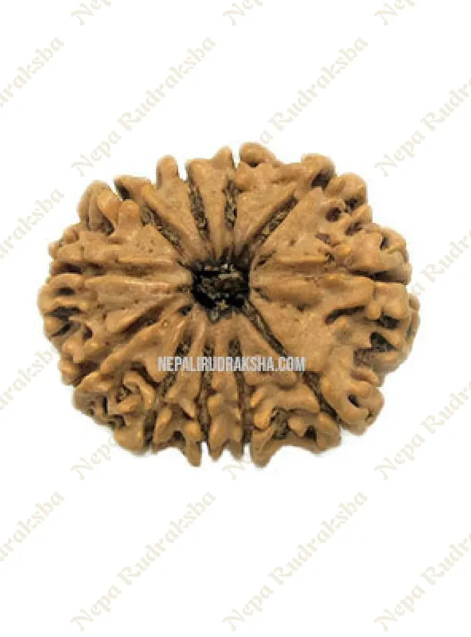 Eleven Mukhi Rudraksha High Quality