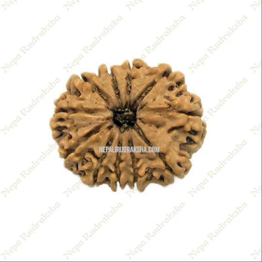 Eleven Mukhi Rudraksha High Quality