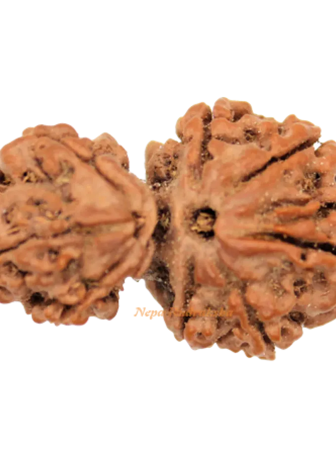 Garbha Gauri Rudraksha For Sale