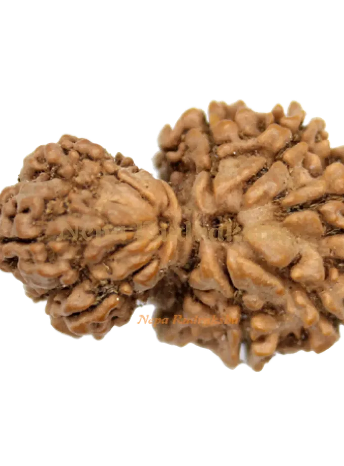 Garbha Gauri Rudraksha (GG-1) Free shipping