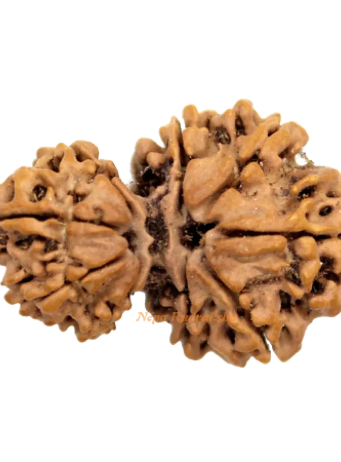 Garbha Gauri Rudraksha (GG-2) Same Day Delivery