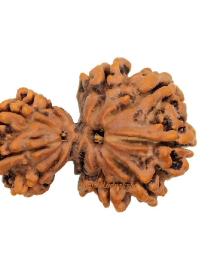 Garbha Gauri Rudraksha (GG-3) High Quality