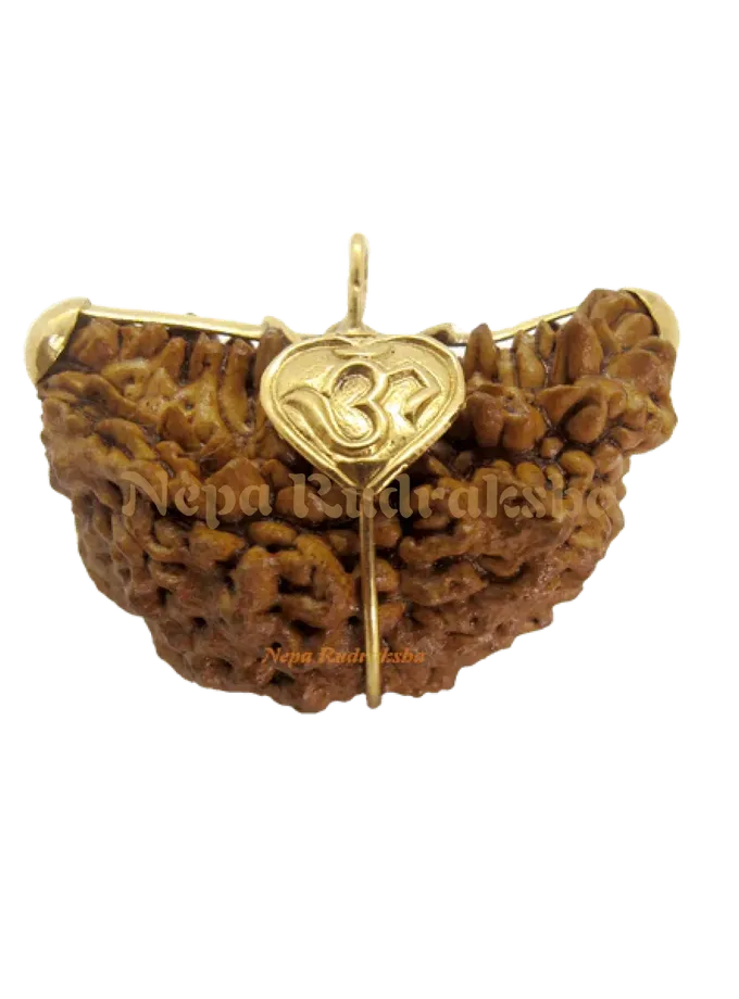 Rudraksha 1 Mukhi Moon-Shape (India) Free shipping