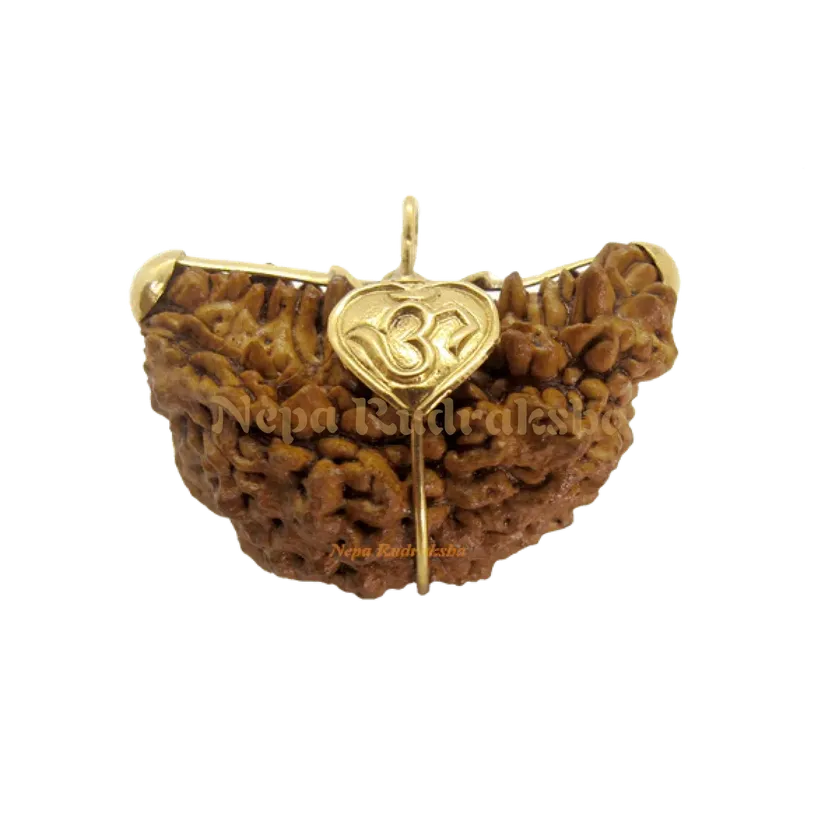 Rudraksha 1 Mukhi Moon-Shape (India) Free shipping