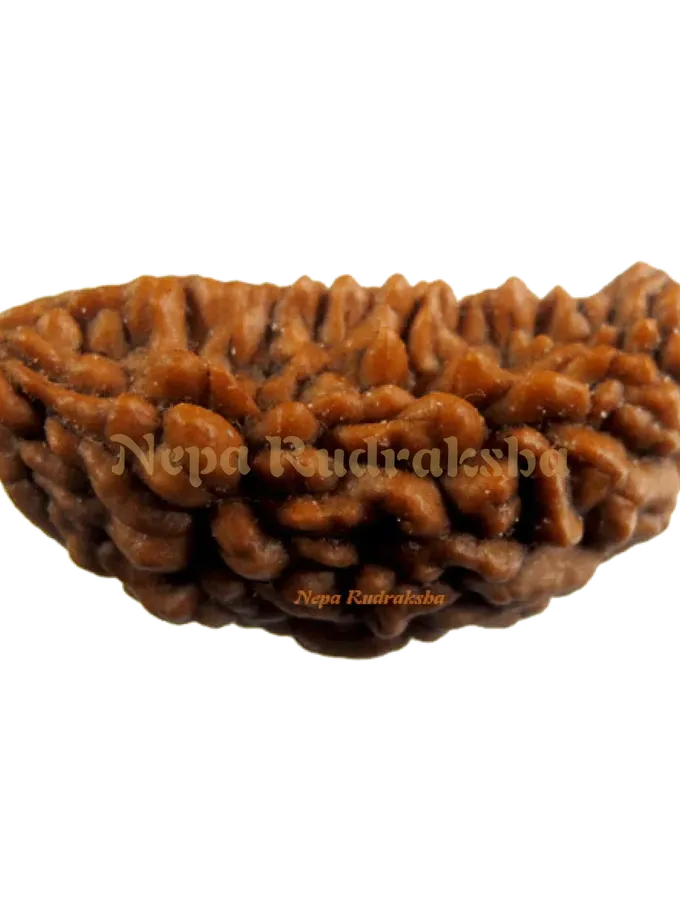 Rudraksha 1 Mukhi Moon-Shape (India) Free shipping