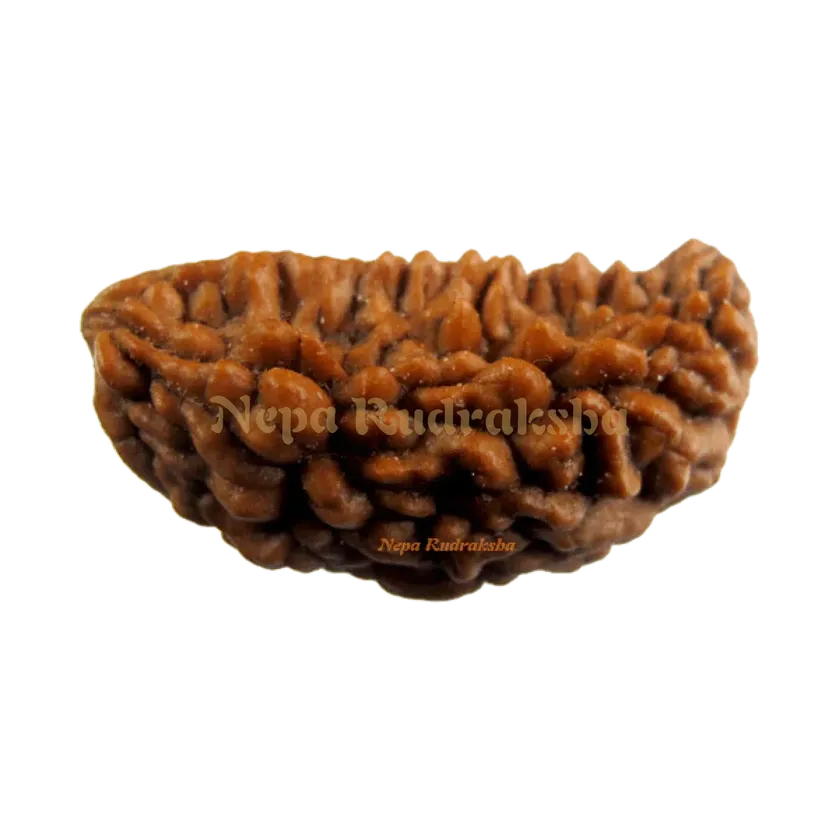 Rudraksha 1 Mukhi Moon-Shape (India) Free shipping