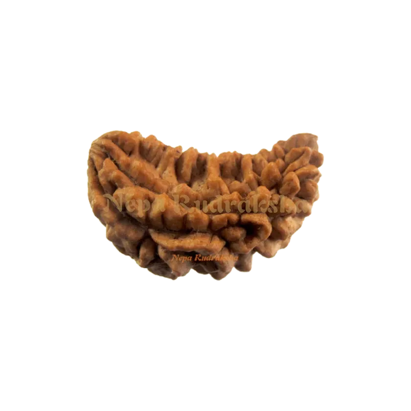 Rudraksha 1 Mukhi Moon-Shape (India) Free shipping