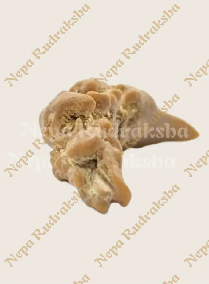 Rudraksha 1 Mukhi Moon-Shape (Nepal) On Sale