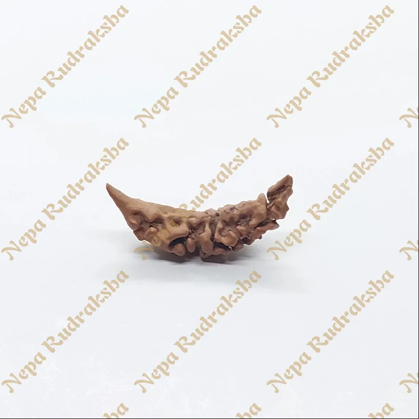 Rudraksha 1 Mukhi Moon-Shape (Nepal) On Sale