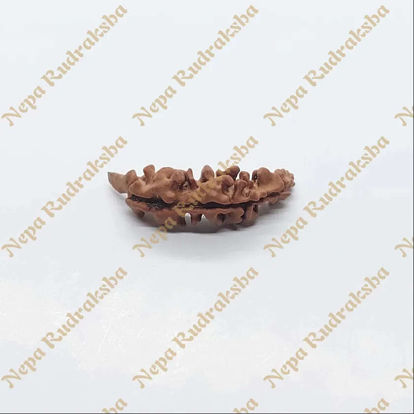 Rudraksha 1 Mukhi Moon-Shape (Nepal) On Sale