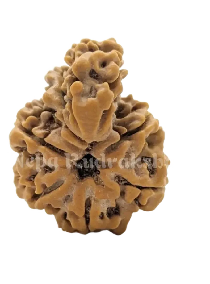 Rudraksha 1 Mukhi Savar Free shipping