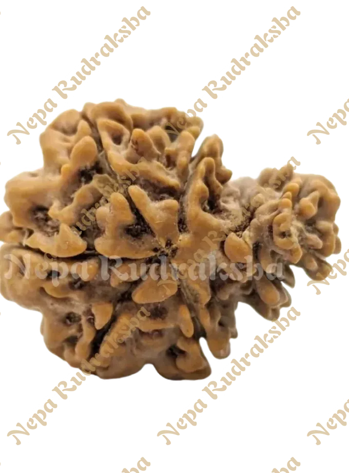 Rudraksha 1 Mukhi Savar Free shipping