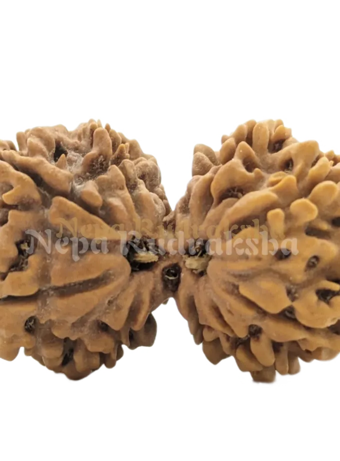 Rudraksha 10 Mukhi Gauri Sankhar On Sale