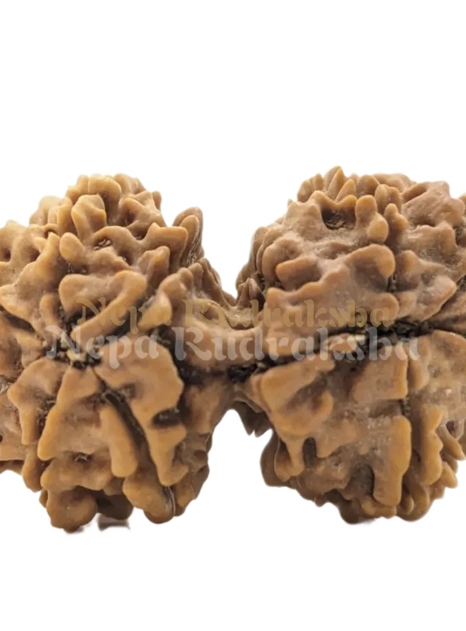 Rudraksha 10 Mukhi Gauri Sankhar On Sale