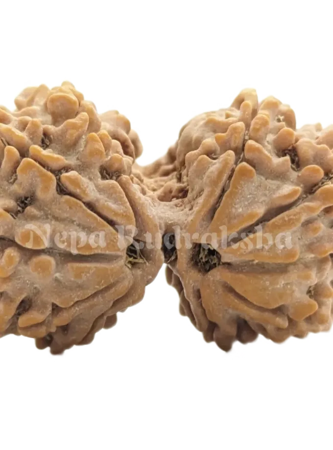 Rudraksha 11 Mukhi ( 11 Gauri Sankhar) For Sale