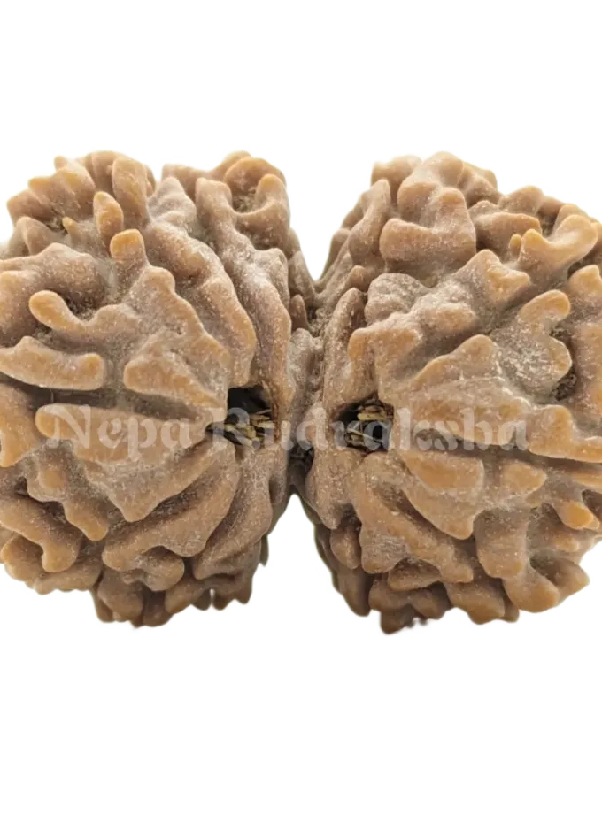 Rudraksha 12 Mukhi Gauri Shankar On Sale