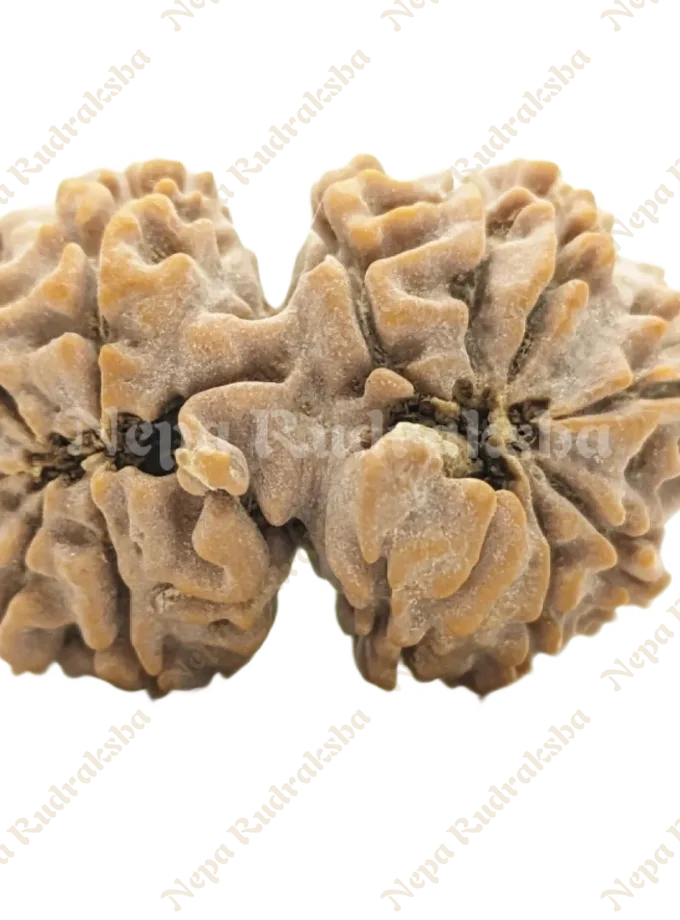 Rudraksha 12 Mukhi Gauri Shankar On Sale