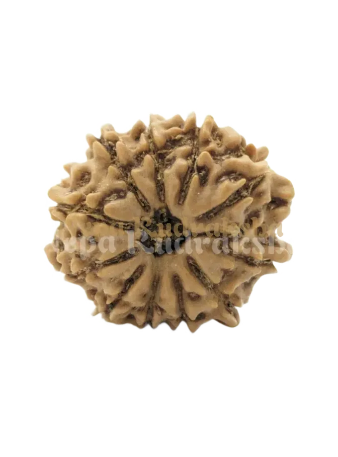 Rudraksha 12 Mukhi (Regular) High Quality