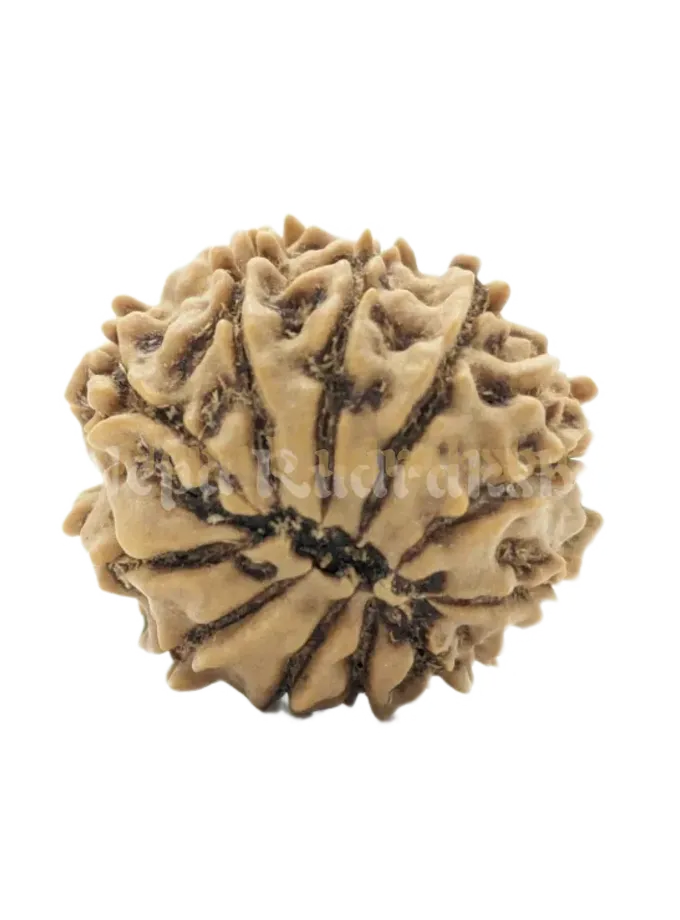 Rudraksha 12 Mukhi (Regular) High Quality