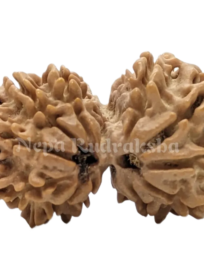 Rudraksha 13 Mukhi Gaurishankar High Quality