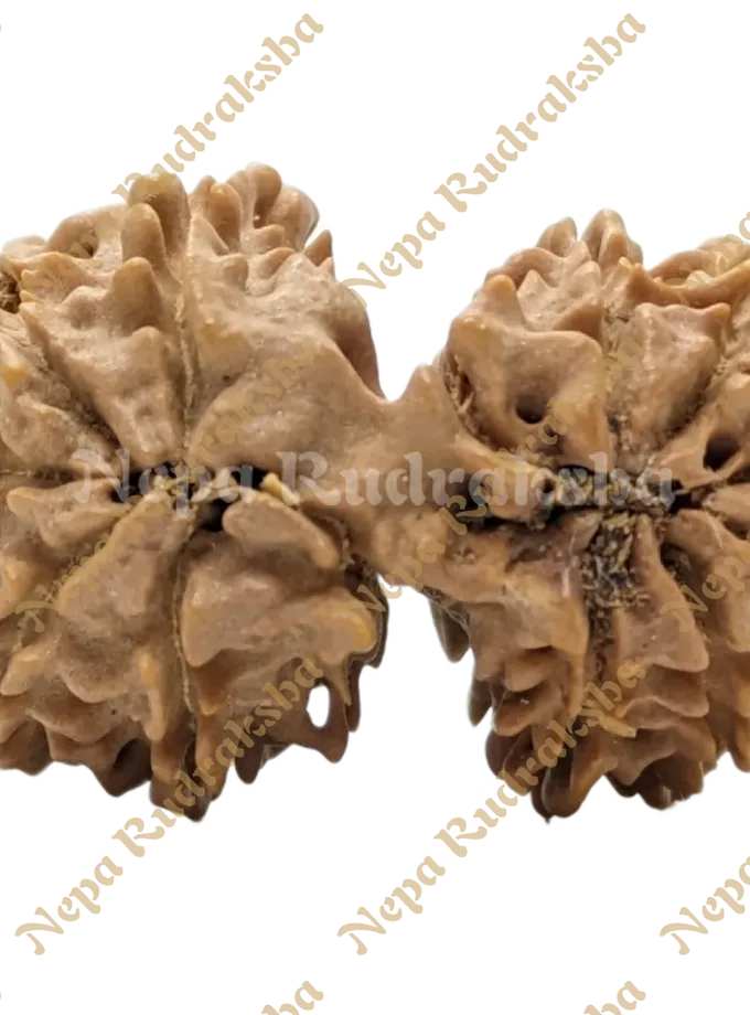 Rudraksha 13 Mukhi Gaurishankar High Quality