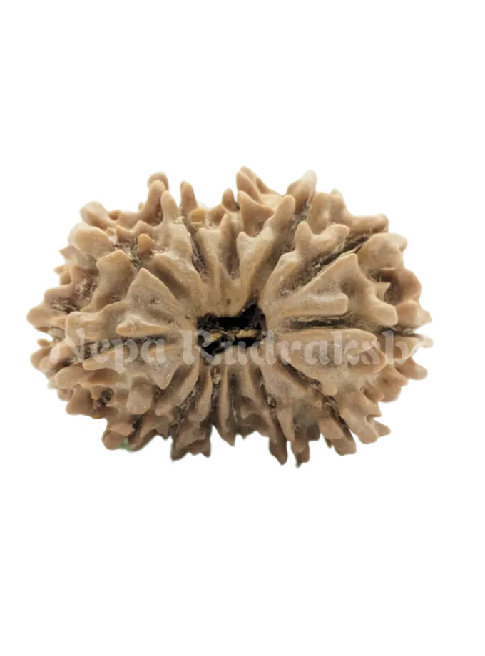 Rudraksha 13 Mukhi (Regular) Best Seller