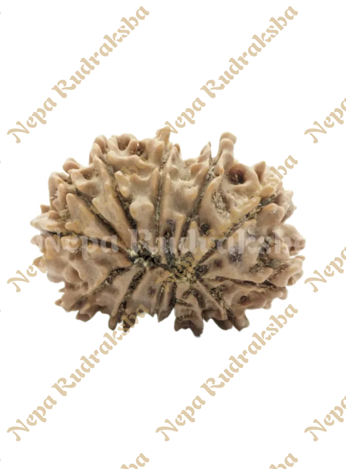 Rudraksha 13 Mukhi (Regular) Best Seller