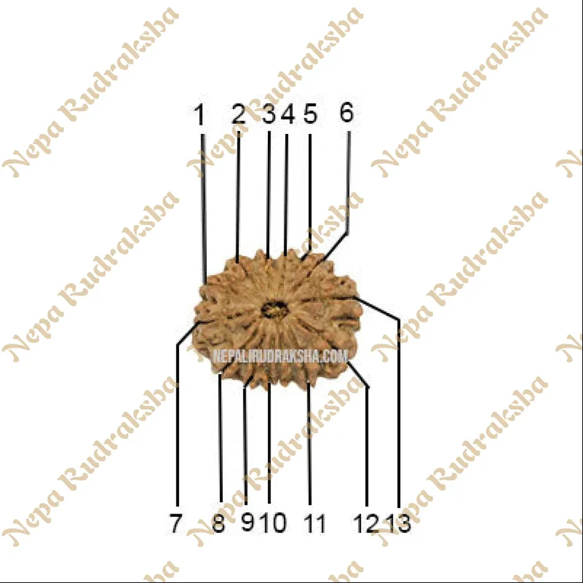 Rudraksha 13 Mukhi (Regular) Best Seller