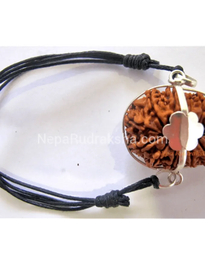 Rudraksha 14 Mukhi (14MB) Best Seller