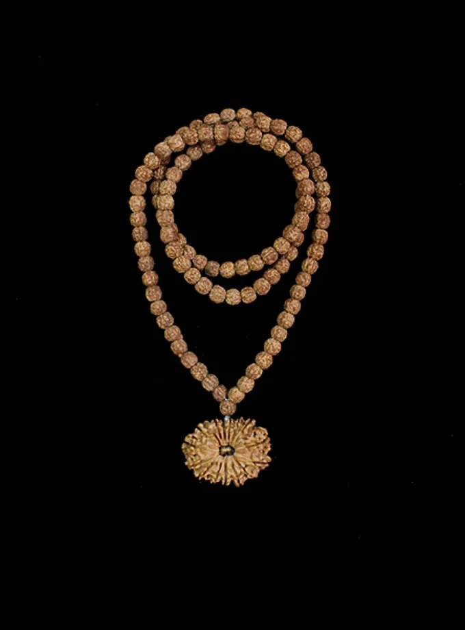 Rudraksha 14 Mukhi Brihaspati (Jupiter) Mahadasha High Quality