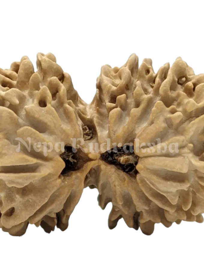 Rudraksha 14 Mukhi Gauri Shankar High Quality