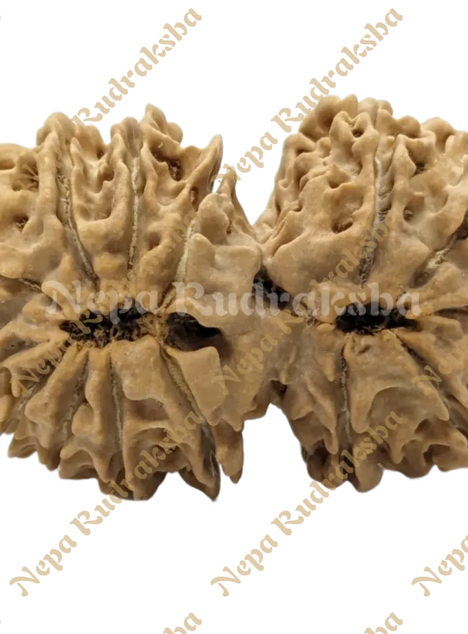 Rudraksha 14 Mukhi Gauri Shankar High Quality