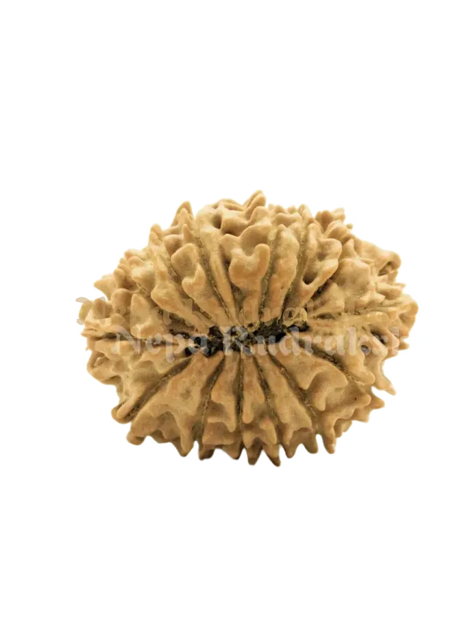 Rudraksha 14 Mukhi (Regular) Same Day Delivery