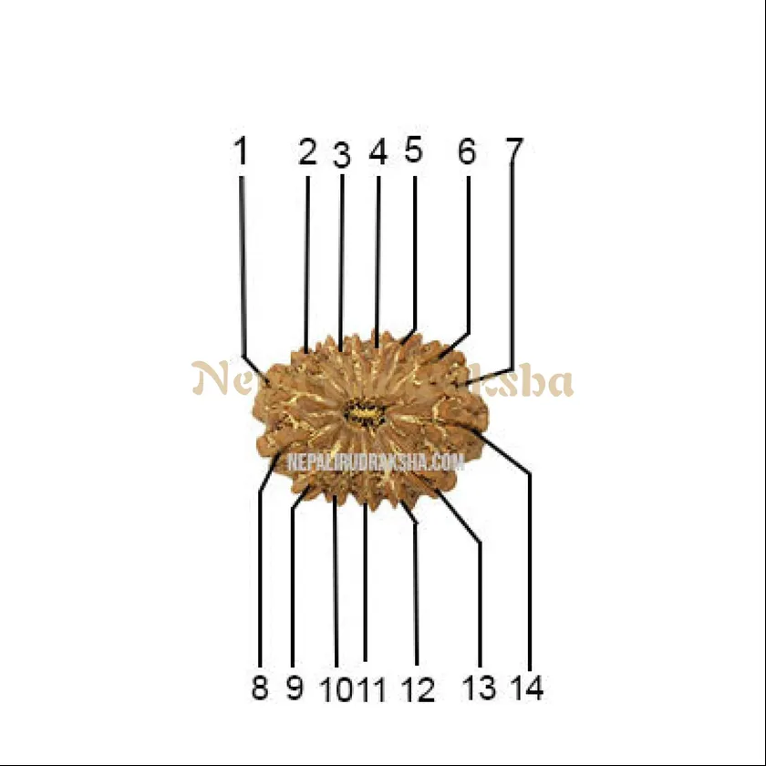 Rudraksha 14 Mukhi (Regular) Same Day Delivery