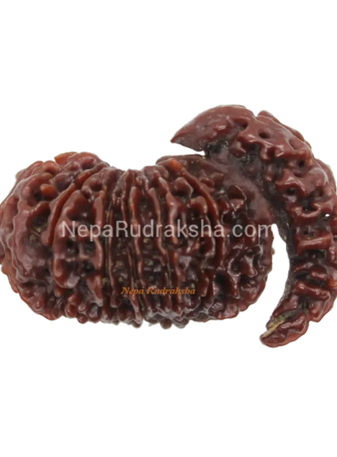 Rudraksha 14 Mukhi Savar Best Seller