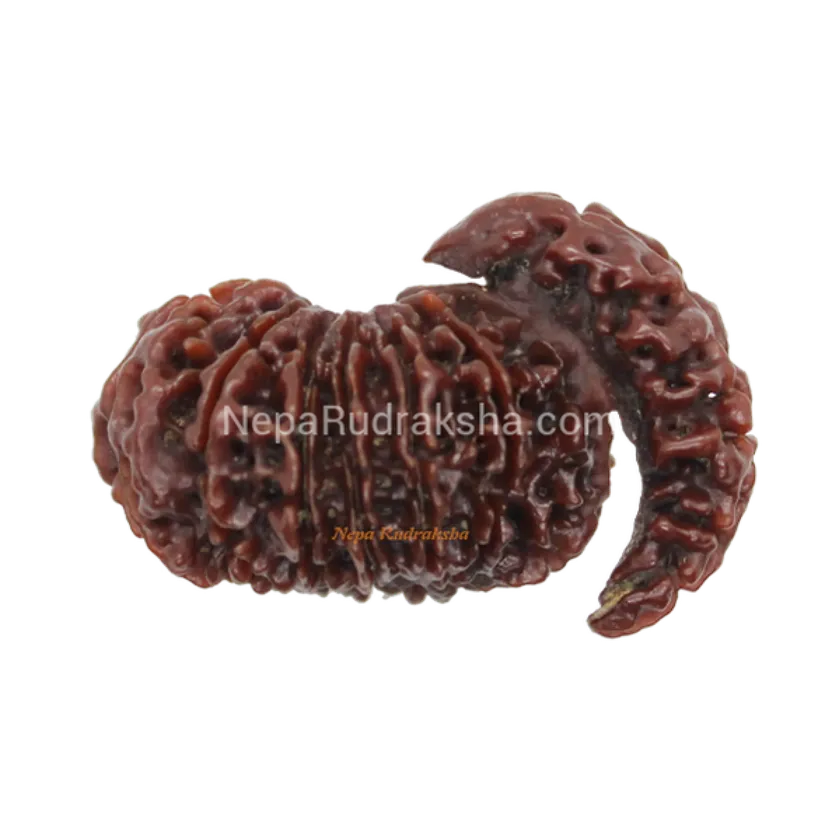 Rudraksha 14 Mukhi Savar Best Seller