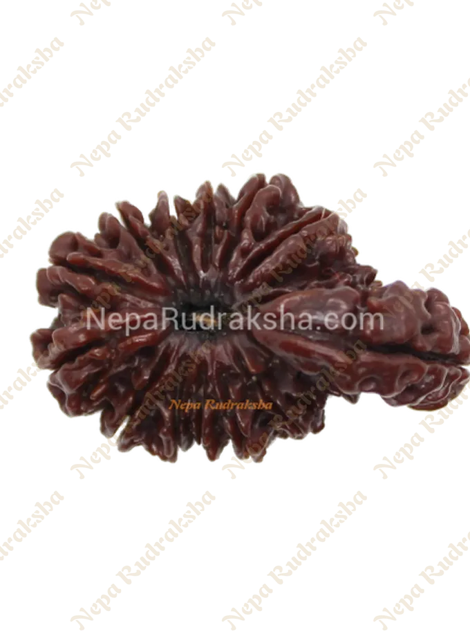 Rudraksha 14 Mukhi Savar Best Seller