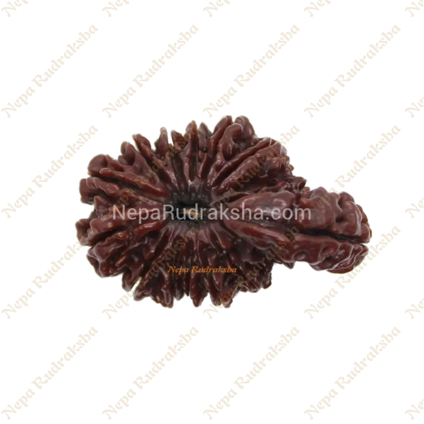 Rudraksha 14 Mukhi Savar Best Seller