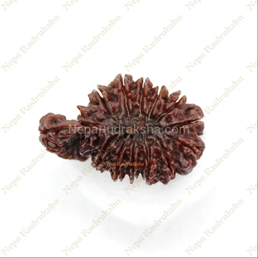 Rudraksha 14 Mukhi Savar Best Seller