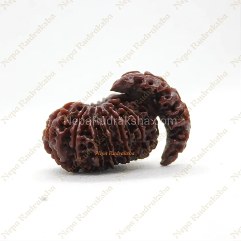 Rudraksha 14 Mukhi Savar Best Seller