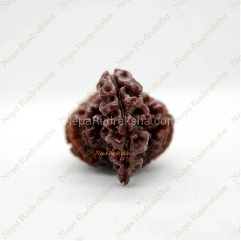 Rudraksha 14 Mukhi Savar Best Seller