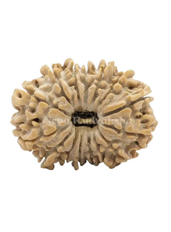 Rudraksha 15 Mukhi (Collector) Free shipping