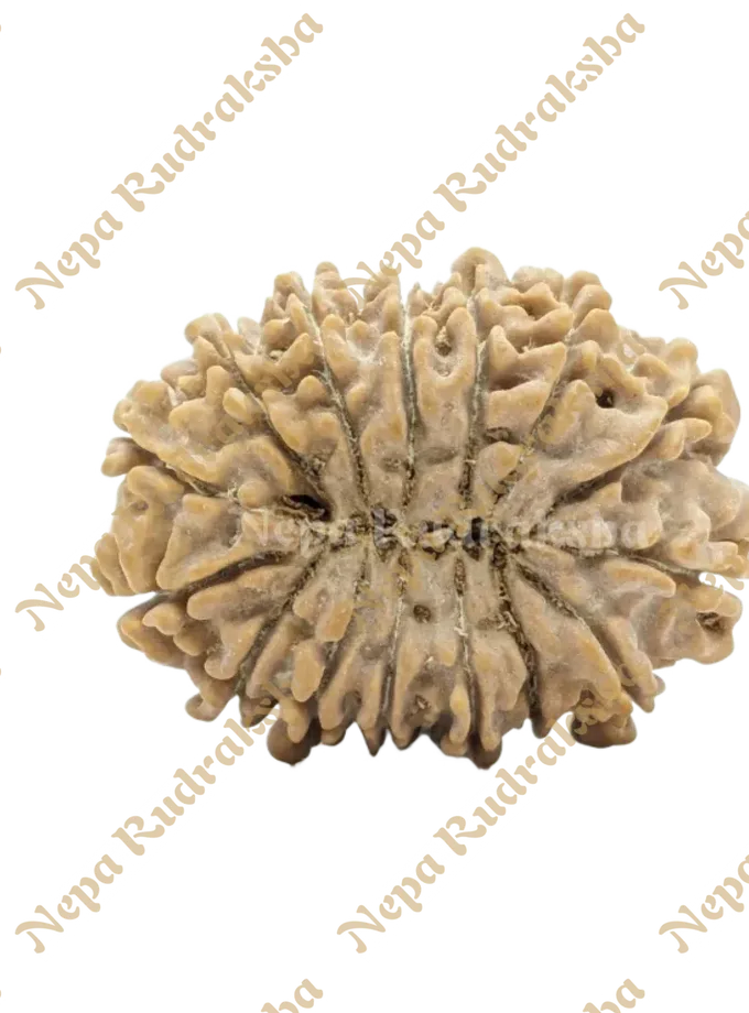 Rudraksha 15 Mukhi (Collector) Free shipping