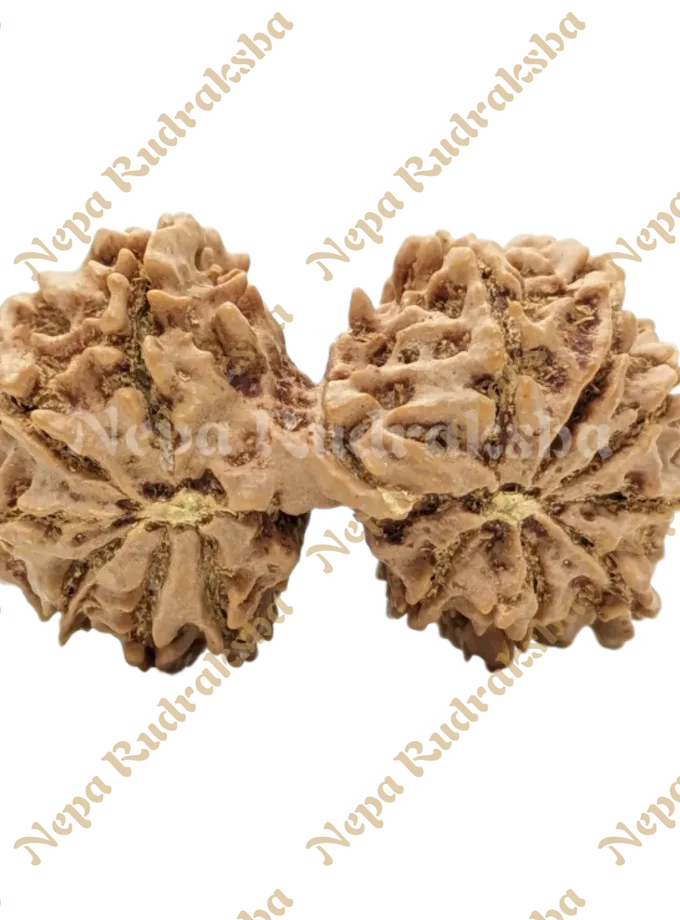 Rudraksha 15 Mukhi Gauri Shankar New Arrival