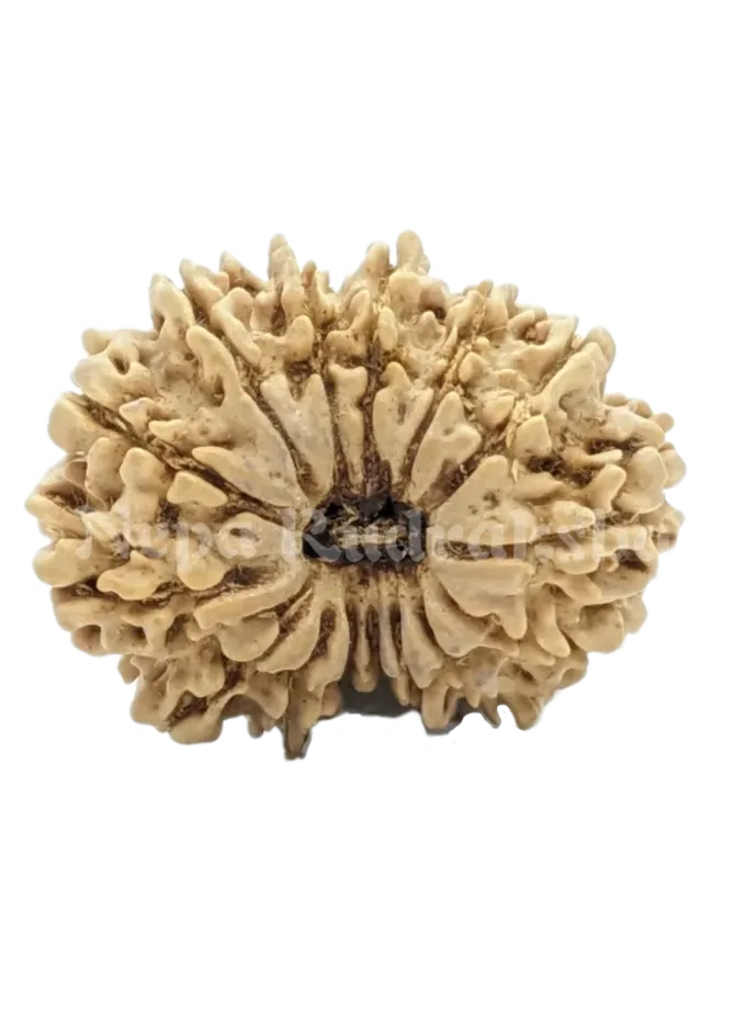 Rudraksha 15 Mukhi (Regular) Best Price