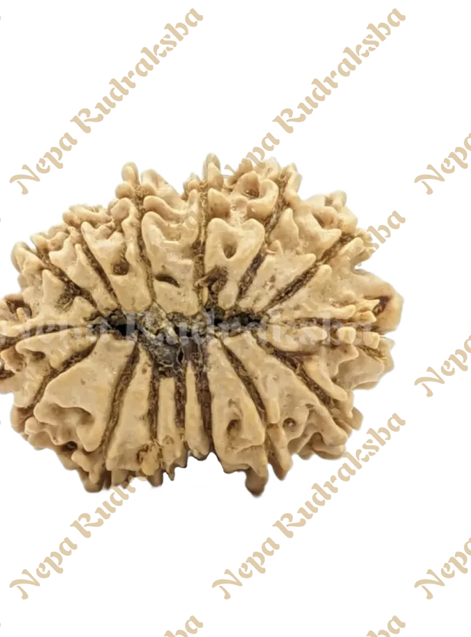 Rudraksha 15 Mukhi (Regular) Best Price