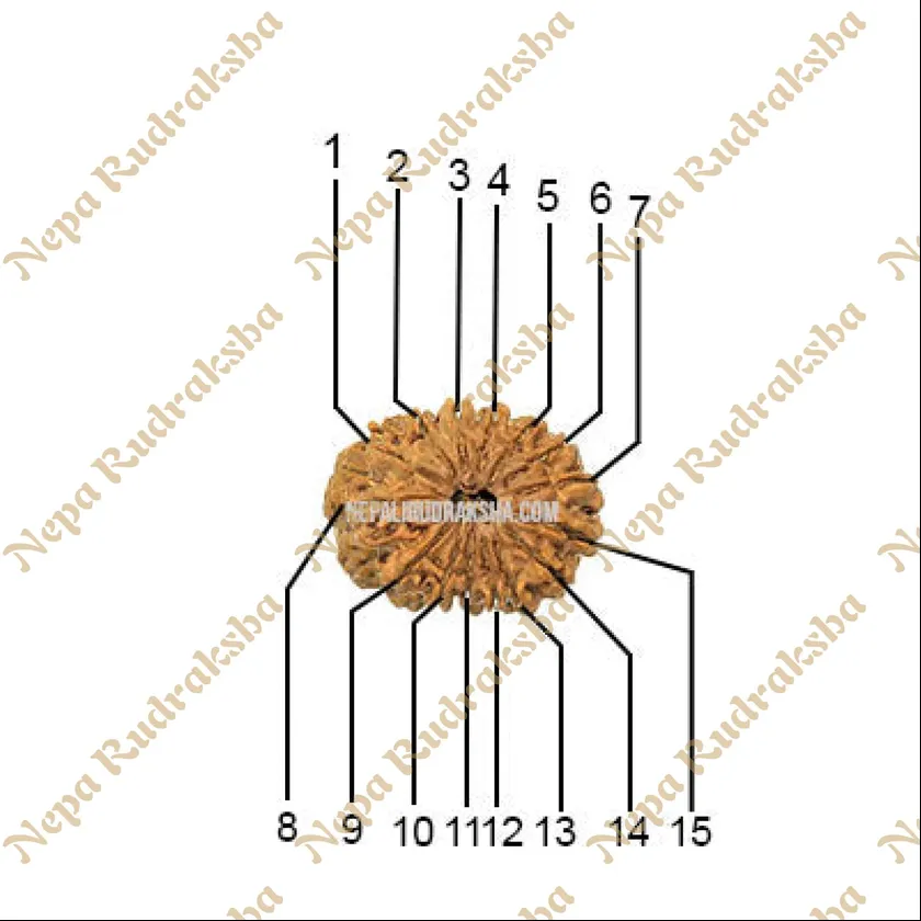 Rudraksha 15 Mukhi (Regular) Best Price