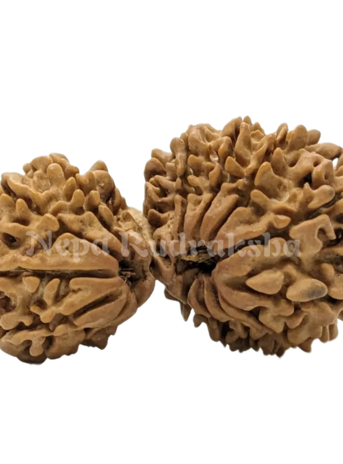 Rudraksha 16 Mukhi (16 Gauri Shankar) Best Seller