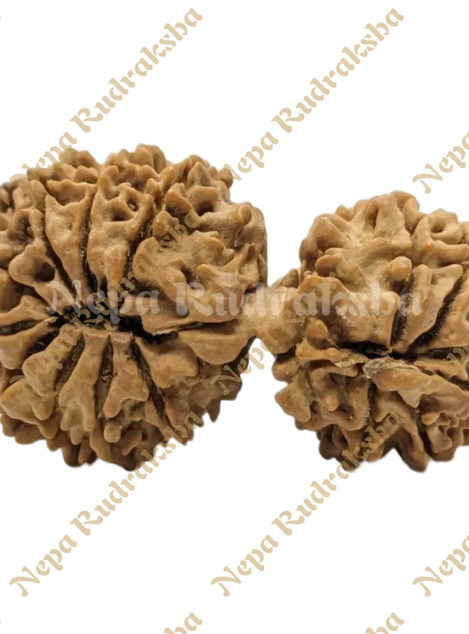 Rudraksha 16 Mukhi (16 Gauri Shankar) Best Seller