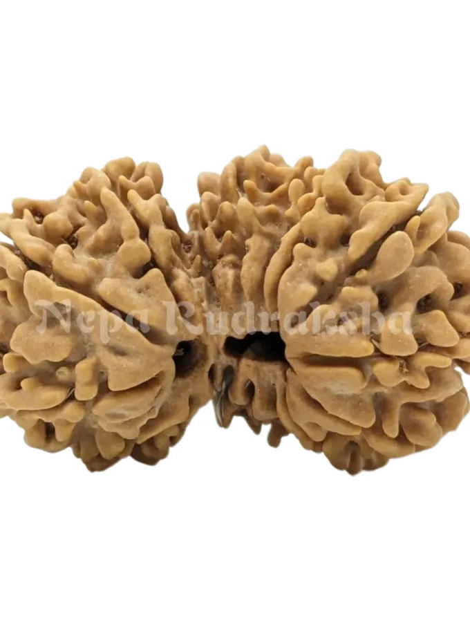 Rudraksha 17 Mukhi (17 Gauri Shankar) On Sale